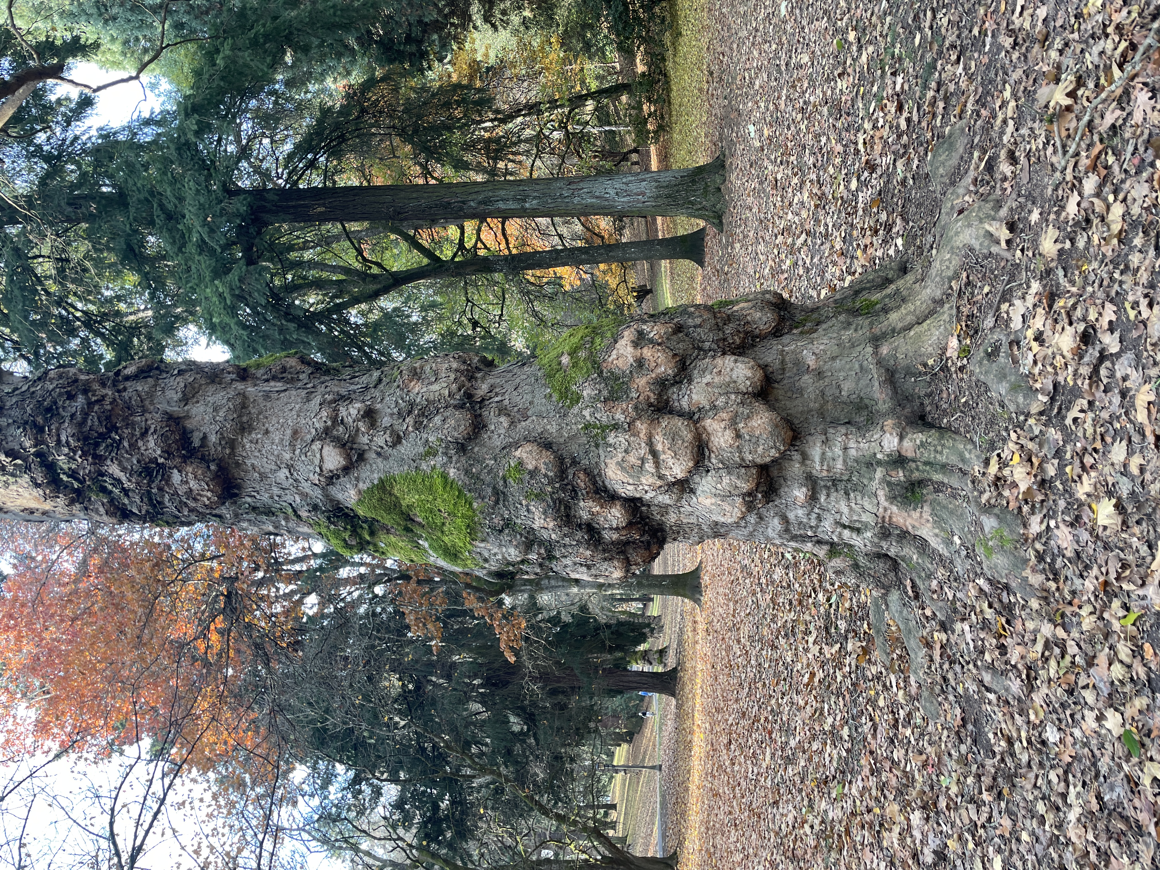 A tree with a bulbous trunk in Laurelhurst Park, Portland, Oregon.