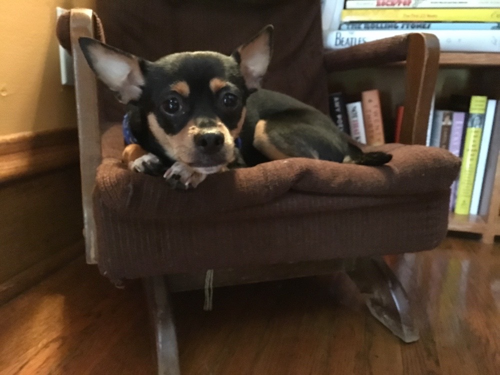 Basil in my childhood chair [6-1-19].