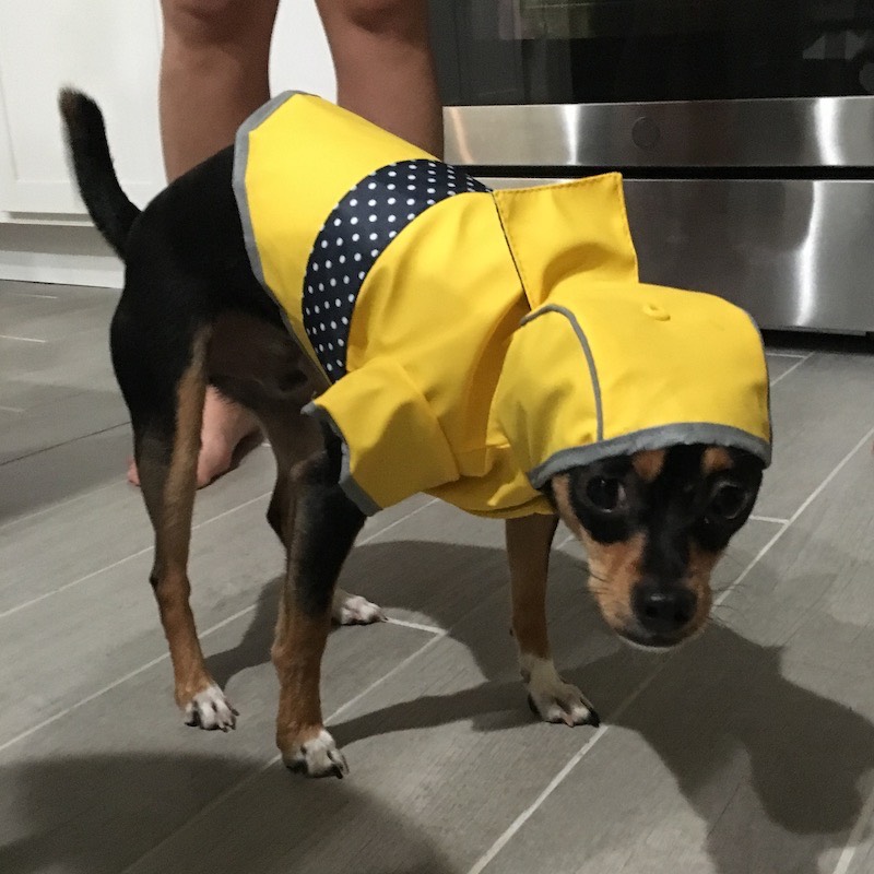 Basil in a raincoat.