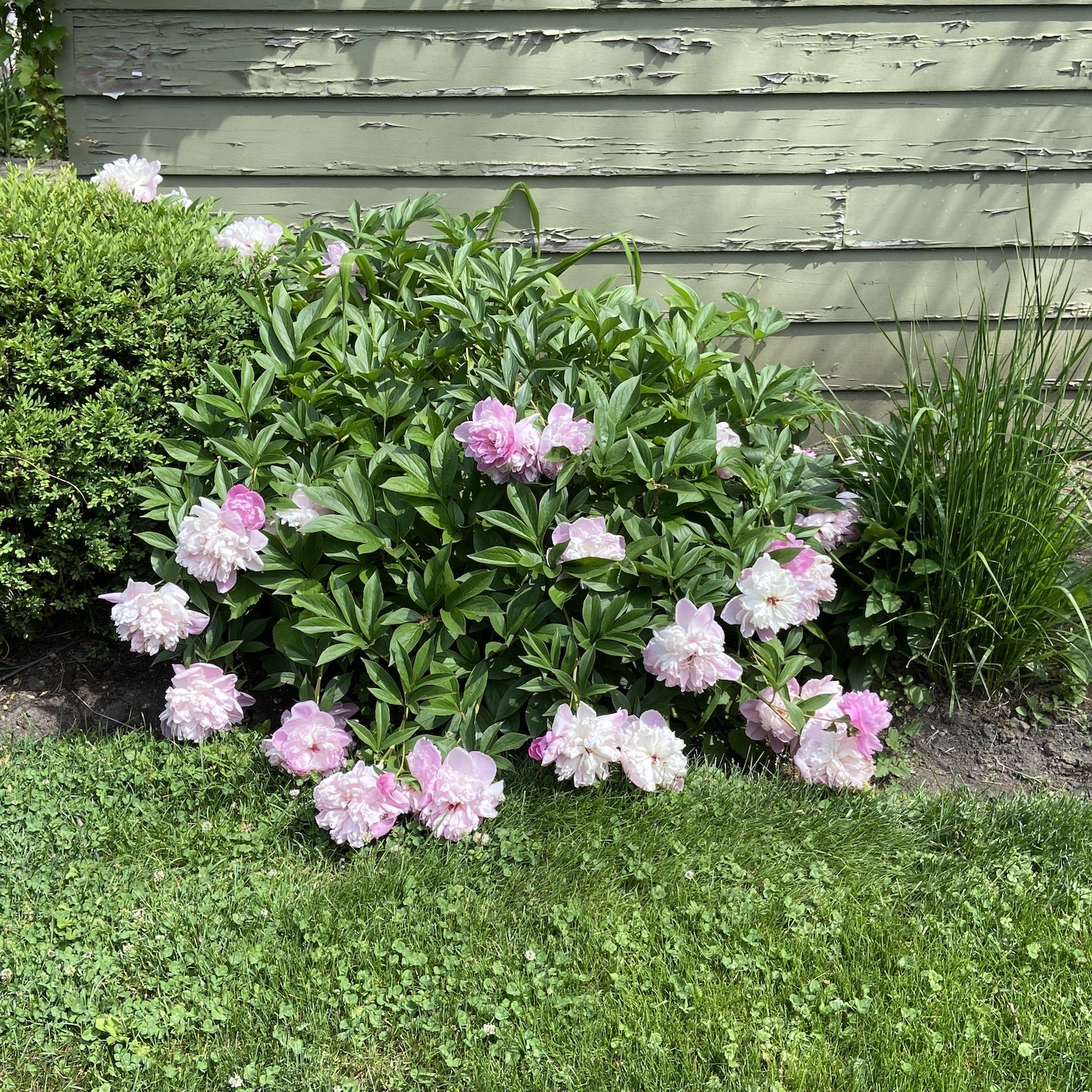 Blooming peonies (I think?) in our backyard.