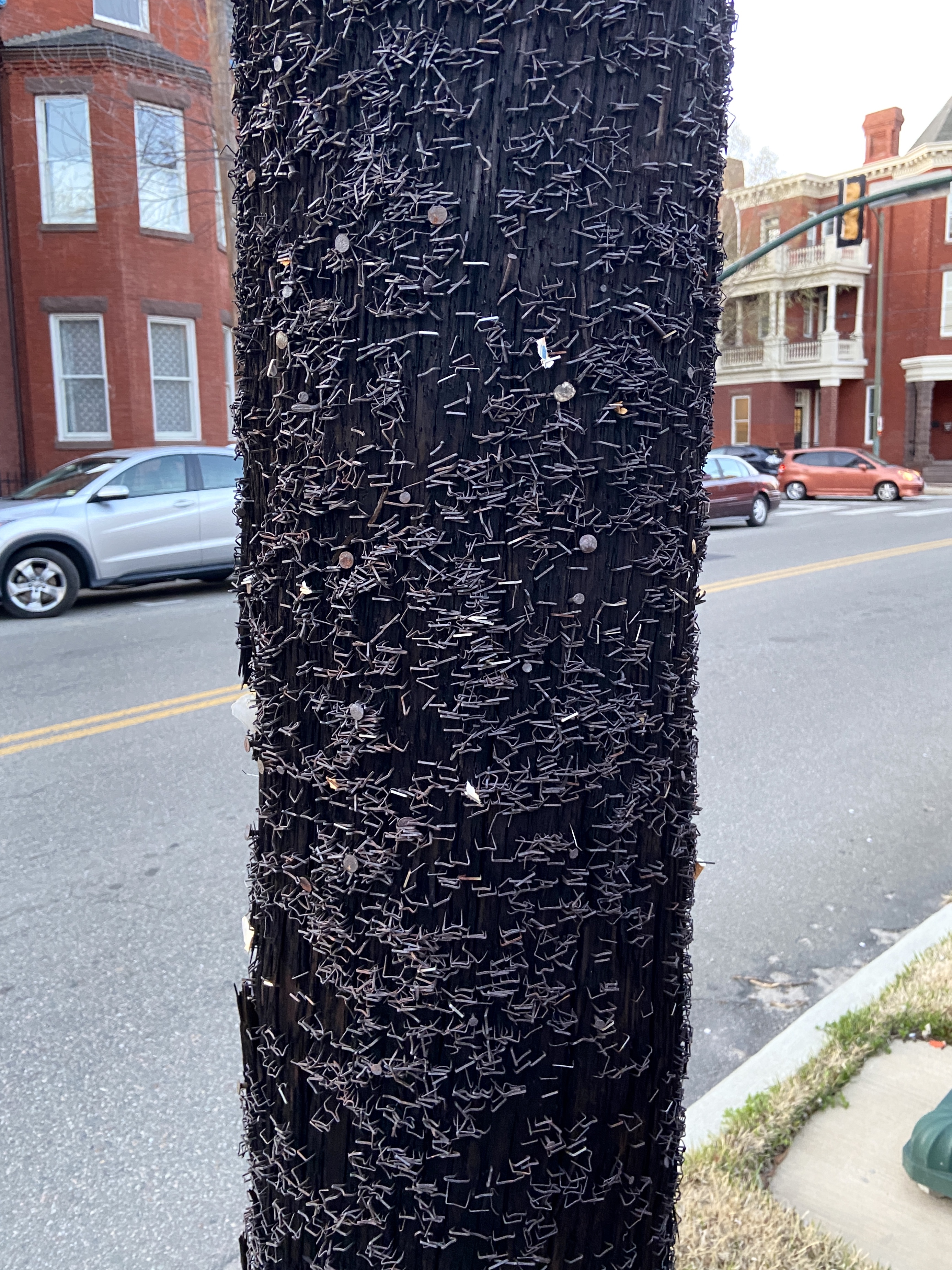 A telephone pole in Richmond, VA covered in staples.