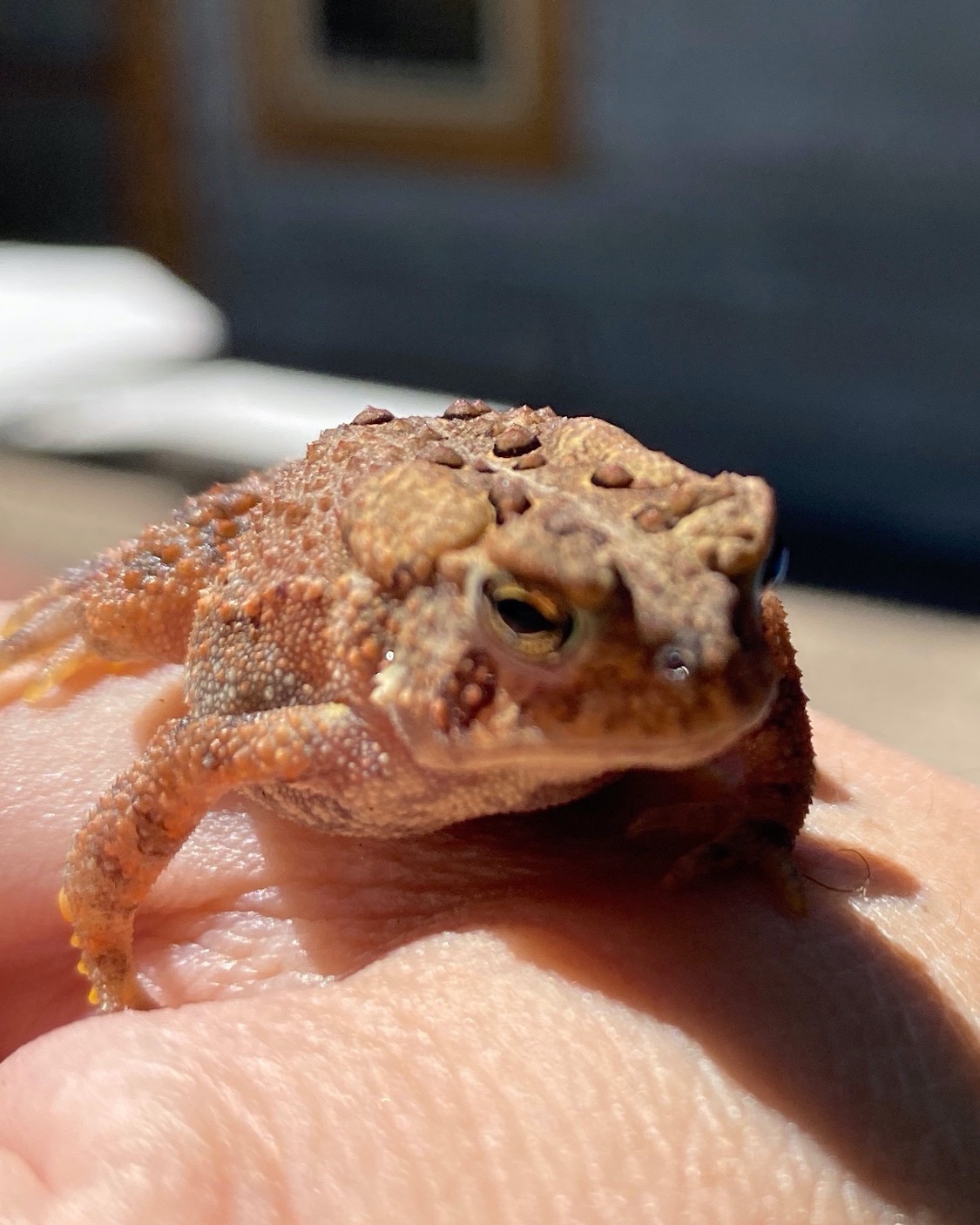 A frog my dad found and held an impromptu iPhone photo shoot with, Cecil.