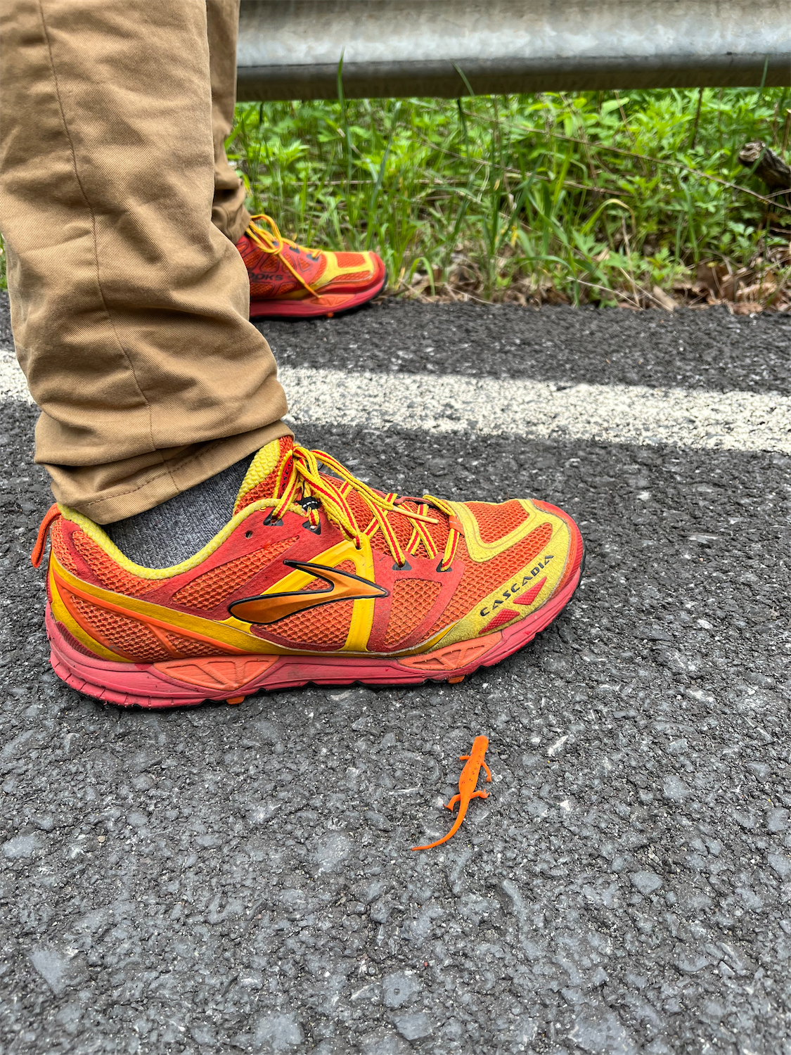 A small orange lizard approaches my foot. I'm wearing an orange hiking shoe that is the same hue as the lizard's skin. I'm standing on a road in upstate New York. There is grass in the background.
